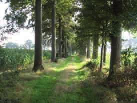 Een bosbeheerplan voor het Banhoutbos te Zwevegem (in opdracht van de Bosgroep IJzer en Leie): In de winter en het vroege voorjaar 2013 werden de nodige opmetingen en terreinobservaties verricht.