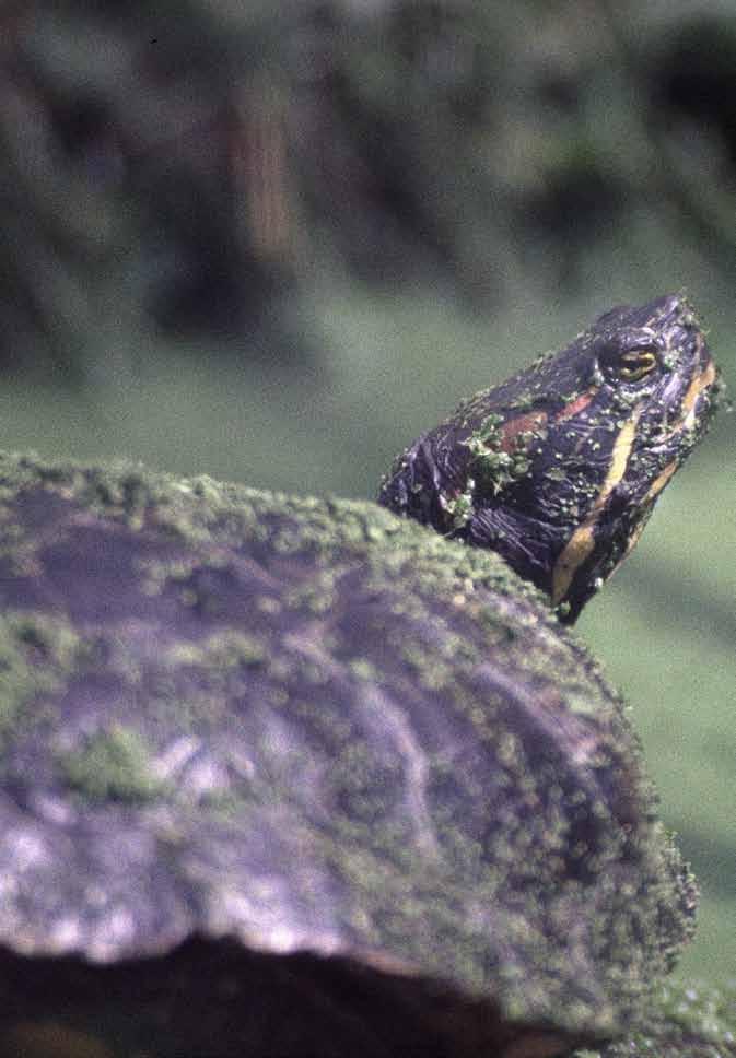 Een overpeinzing Gaat de Roodwang uitsterven