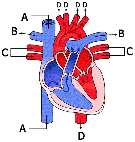 Hartslag niveaus 60-70% van hartslagrange (algemene fitheid)