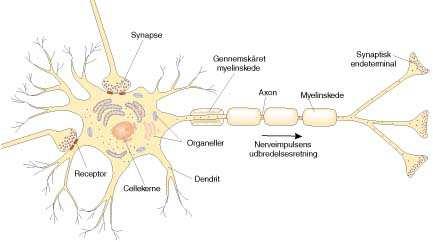 ruggenmerg; Bloemkoolachtig cerebellum