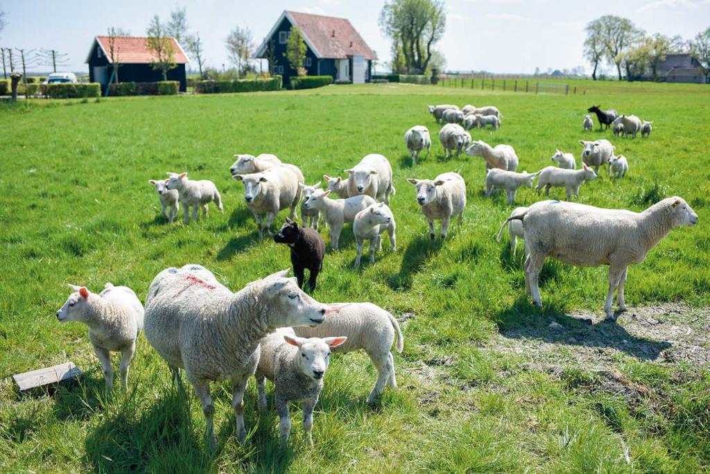 Awel, lacht een van hen, wij zijn er niet zeker van. Wij zijn Vlaming hè. Een dorpsbewoner brengt uitkomst.