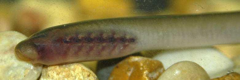 Voorkomen van rivierpriklarven - Klein formaat (range 1-12 cm), ingegraven in sediment, nog geen ontwikkelde ogen, filterfeeder - Veelal slechts