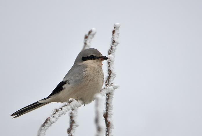 Schwiebbe - http://www.birdphoto.