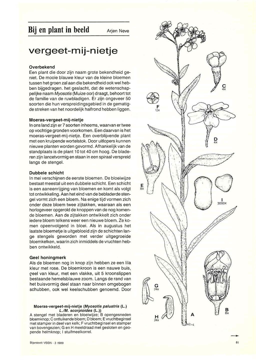 Bij en plant in beeld Arjen Neve vergeet-m ij-n ietje Overbekend Een plant die door zijn naam grote bekendheid geniet.