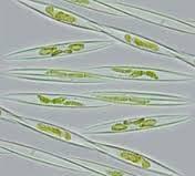 Een bloei van Dinophysis (Figuur 4) wordt in het algemeen toegeschreven aan stratificatie. Met name in de Noordzee is stratificatie een goede indicator van een Dinophysis bloei (Peperzak et al.