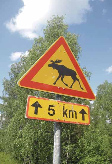 57 gebreide jacht op elanden op touw wordt gezet. Alleen al in onze gemeente Suomussalmi worden elk jaar honderden vergunningen afgegeven.