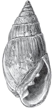 Parvicardium exiguum scheve hartschelp Figuur 48 Ovatella myosotis. Tekening G.A. Peeters. Met toestemming gereproduceerd uit Gittenberger et al. (1998). Figure 48 Ovatella myosotis. Drawing G.A. Peeters. Reproduced with permission from Gittenberger et al.