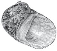 Figuur 62 Theodoxus fluviatilis. Tekening G.A. Peeters. Met toestemming gereproduceerd uit Gittenberger et al. (1998). Figure 62 Theodoxus fluviatilis. Drawing G.A. Peeters. Reproduced with permission from Gittenberger et al.