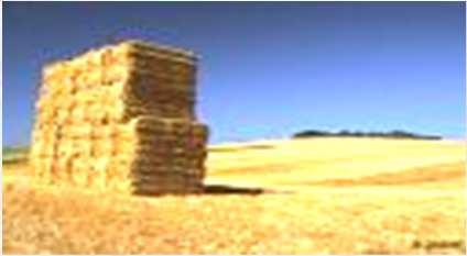 CEREAL BIOREFINERY A wheat biorefinery as an example: WHEAT STRAW SEPARATION SEPARATION Cellulose Paper Cellulose Polymers Composites Lignins Polymers (glue, resins) Fine chemicals, energy Starch