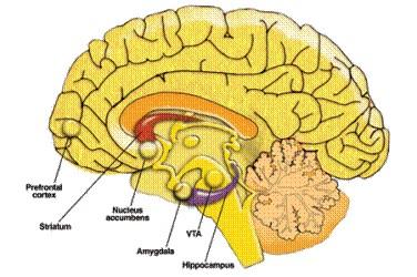 Belangrijke hersengebieden die nog in ontwikkeling zijn bij uw zoon/dochter en welke door de alcohol beïnvloed worden zijn: de hippocampus, deze kan hierdoor gaan krimpen, wat slechtere
