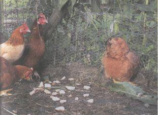 Kippen verwerken keuken-en tuinafval Hoeveel pikt een kip? Kippen zijn vlotte verwerkers van keuken- en tuinafval.