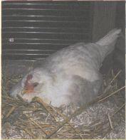 Het kippenei Een kippenei weegt 50 a 60 g. Kippen die beginnen te leggen durven wel eens heel kleine of eigenaardig gevormde eieren produceren.