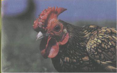 Bij het houden van een haan moeten nochtans ook enkele bedenkingen worden gemaakt: Een haan bevordert de leg van de kippen niet en is dus zeker niet noodzakelijk om eieren te kunnen rapen.