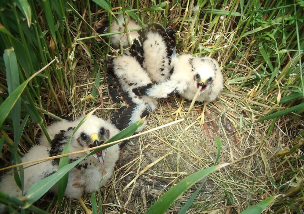 Het mannetje brengt prooien aan die in de lucht aan het vrouwtje worden overgedragen. Mannetjes jagen regelmatig op grote afstanden van hun nest.