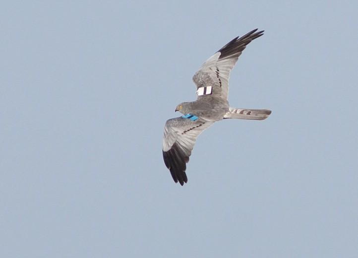 De teller staat voor 2011 op drie broedparen. Waarvan een op de kwelder en twee in akkerland. Wederom verschijnen twee goed herkenbare vogels: de twee mannetjes van Saaxumhuizen!