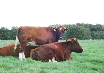 Historisch gezien zijn er dwarsverbanden te vinden met het Duitse Rotbunte vee en het Belgische Kempische Rund. Door het NRS zijn vanaf 1907 drie veeslagen erkend: Zwartbont, Blaarkop en Roodbont.