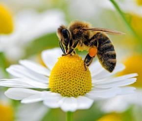opdracht 4 Stuifmeel Bijen hebben stuifmeelkorfjes aan hun achterpoten. Daardoor kunnen ze de stuifmeel meenemen naar de bijenkast. Anders vliegt het snel weg.