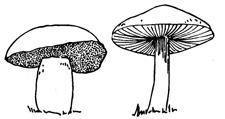 Als je een mooie paddenstoel gevonden hebt, ga je hem goed bekijken. Raak de paddenstoel niet aan: hij kan giftig zijn!