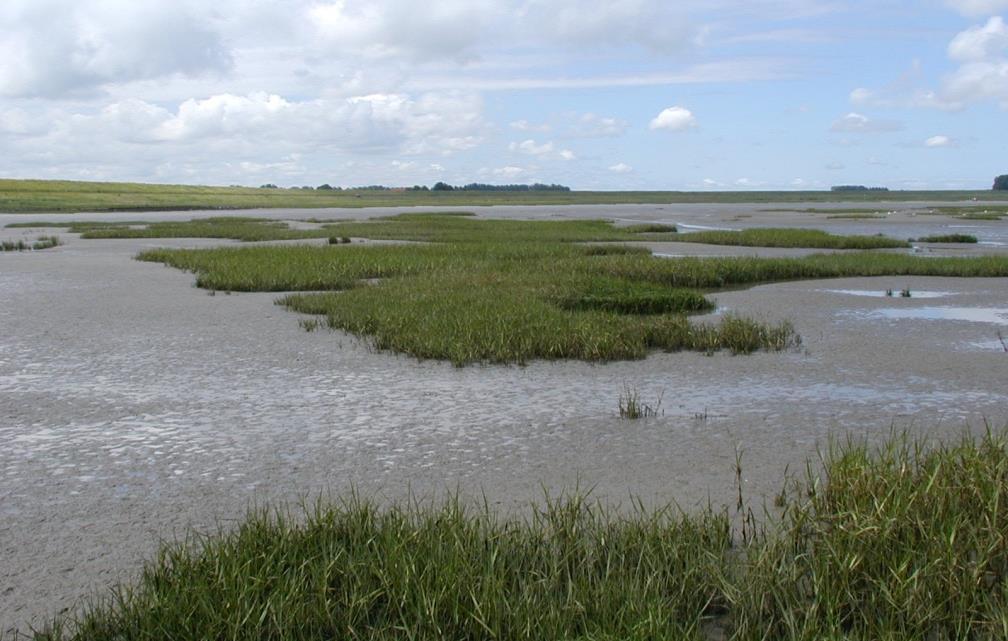 Ecologische uitdagingen Westerschelde Ecologie, economie en veiligheid: Kansen voor