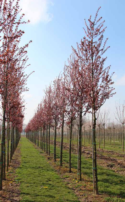 Rode Kerspruim Prunus cerasifera Nigra De Rode Kerspruim is