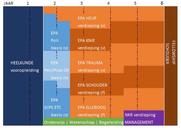 Als voorbeeld staat hieronder schematisch de opleiding van een aios weergegeven: de aios profileert zich in het EPA schouder (niv1) en elleboog (niv1) en de niet-klinische rol management