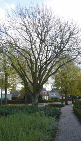 Sortiment geslacht en niet als een soort van. De boom wordt in zijn natuurlijk verspreidingsgebied wel 25 tot 30 meter hoog met een brede ovaalronde kroon.