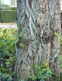 Pterocarya stam bestaat een gedrongen vorm van deze vleugelnoot, een natuurlijke variatie op de soort, de var. dumosa. Dit is meer een struikvorm met een dichte, gesloten, compacte kroon.