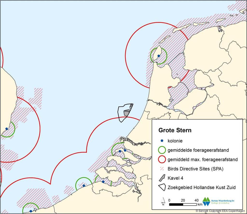 106 Figuur 6.2 Buffer met gemiddelde en gemiddeld maximale foerageerafstand van grote sterns (12 en 49 km) rond windenergiegebied Hollandse Kust (zuid).