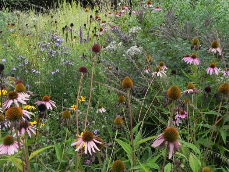 Met de prairiemethode experimenteert men nu al ruim vijftien jaar, om te onderzoeken of deze duurzame planten gemeenschappen ook geschikt