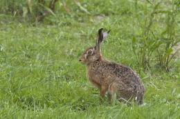 In de Hemelrijkse Waard vind je geen paaltjesroute, je mag hier heerlijk struinen. Als Natuurmonumenten maaien we hier wel, waardoor er toch een soort paden ontstaan.