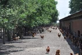 De schaduwzone van de bomenrij wordt gebruikt door een 30-tal kippen. Slechts enkelingen in de weide, 10 tal hennen.