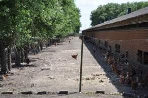 De schaduwzone van de bomenrij wordt gebruikt door een 10 tal kippen. In de weide zijn zo goed als geen hennen aanwezig.