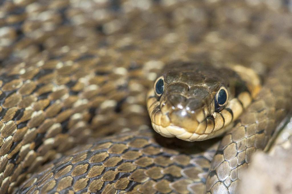 PASPOORT NAAM: ringslang (Natrix natrix) LEEFT: in de buurt van water, in Nederland vooral boven de grote rivieren in een zone rondom het IJsselmeer UITERLIJK: groenbruinig tot zwart, met op de