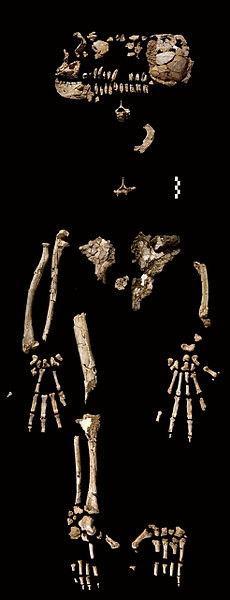 Met veel geduld werden die delen bij elkaar gelegd zodat (een flink deel van) een skelet ontstond. Het skelet kreeg de naam Ardi.