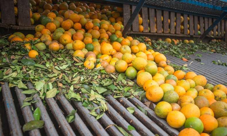 gebruikt voor de groei van het hout, komt dat ten goede aan de groei van de vruchten. Elstar is geelgroen met een rode blos, maar ook zonder blos is de smaak prima.