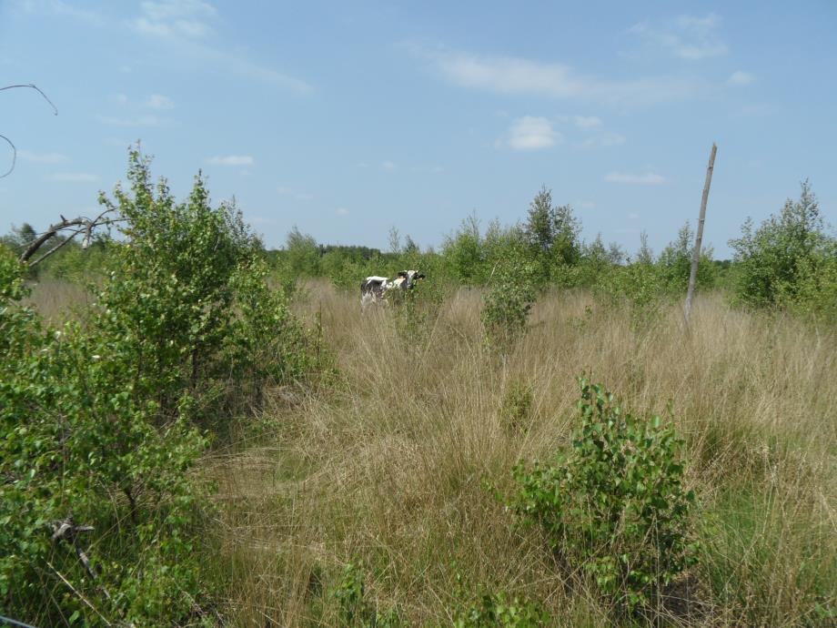 4 Beschrijving biotopen 4.1 Heide en veentjes Een deel van het gebied is omheind en wordt begraasd.