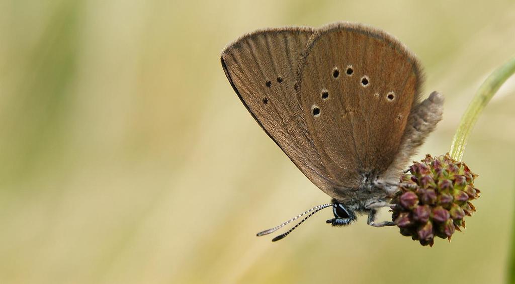 Het internationaal belang van de Nederlandse vlinders De Nederlandse populatie van het donker pimpernelblauwtje is van groot