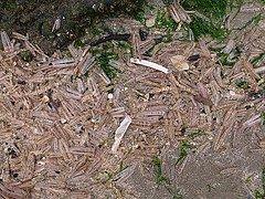 november 03 Ringwormen borstelwormen Schelpkokerworm (Lanice conchilega). Zeer algemeen. Goudkammetje (Lagis koreni). x Driekantige kalkkokerworm (Pomatoceros triqueter). Op stuk plastic.