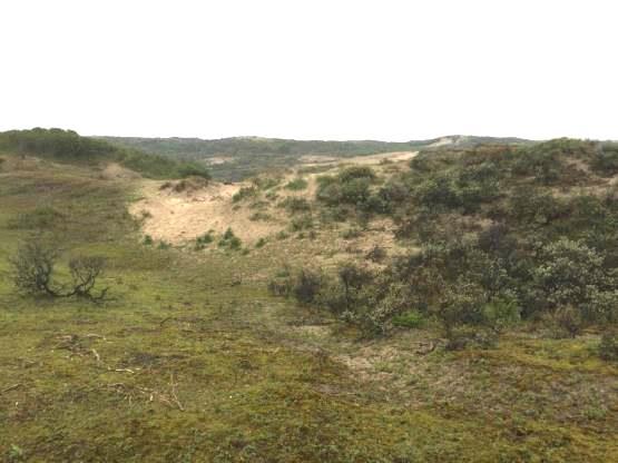 Beheeradvies activering eolische dynamiek duinen Noordwijk als PAS-maatregel voor habitattype H2130 Grijze