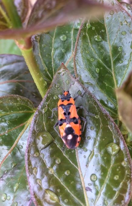 Deelgebied 4, Hollands duin, stops 6 t/m 11 Stop 6 Direct ten zuiden van de golfbaan komt de Zwarte engbloem (Vincetoxicum nigrum) veelvuldig voor. Deze exoot laat weinig ruimte voor andere planten.