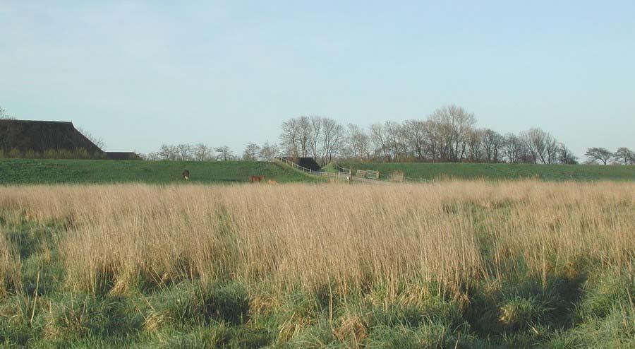 Extra Alle extra maatregelen voor de veldleeuwerik moeten gericht zijn op een verlenging van het broedseizoen.