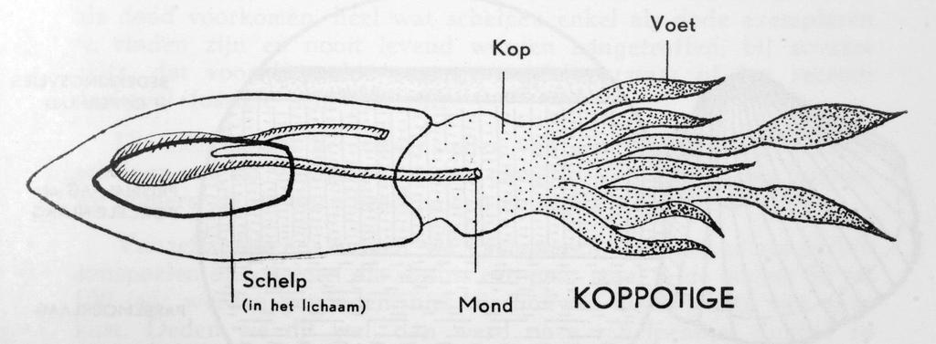 De koppotigen - Hoogst ontwikkelde weekdieren; -