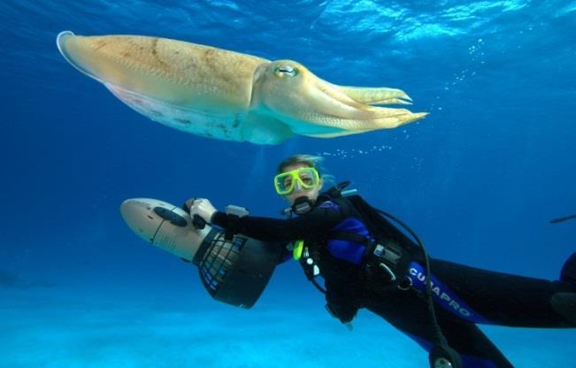 - In open zee: * snorkelen: apparatuur is goedkoop; diepte beperkt tot 10 m; * duiken met