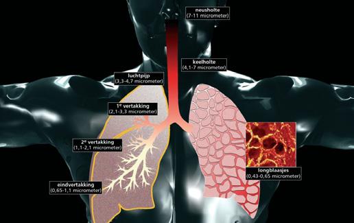 In de longen treedt schade op, maar het mechanisme waardoor dit gebeurt is niet precies bekend.