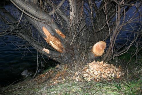 Stadsecologie 1 Uitgangspunten: Verlies biodiversiteit is de derde wereldcrisis Verlies biodiversiteit versterkt economische en energiecrisis In 2020 leeft 60% van de wereldbevolking in steden.