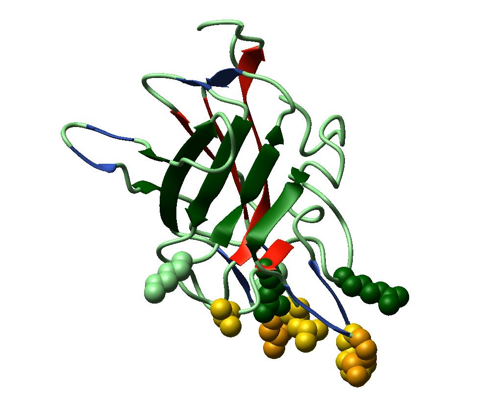 FV and FVIII binding to phospholipids Pratt et al.