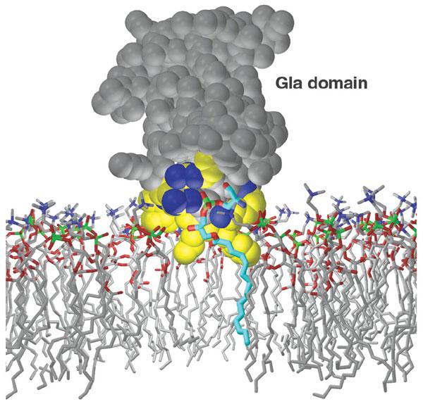 FVII, FIX, FX, FII binding to phospholipids: basic hydrophobic