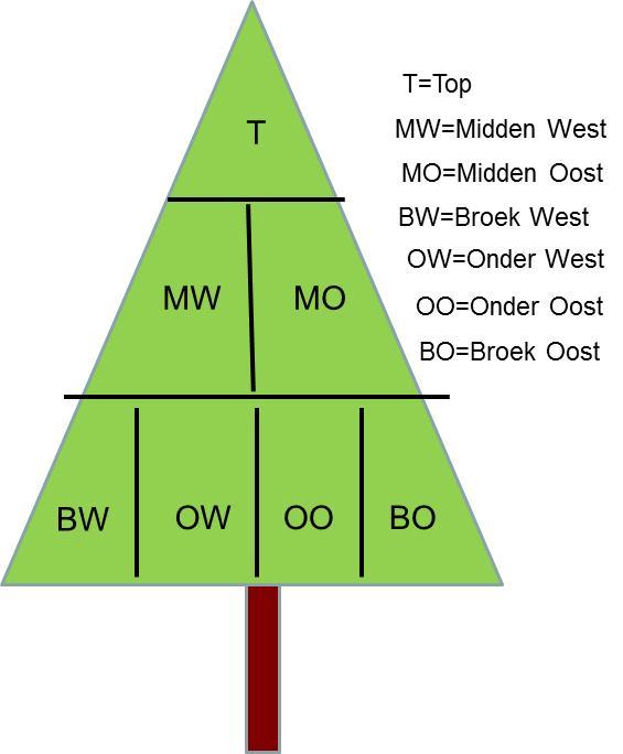 2.1.3 Bemonstering bomen voor bladdeposities In de boom werden zeven monstervakken aangebracht (met onderscheid tussen Oost- en Westzijde van de boom; figuur 5).