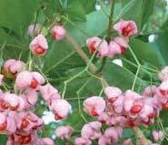 Quercus robur Berk - Betula pendula Zoete kers - Prunus Avium Es -