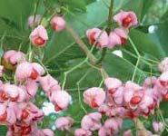 Zomereik - Quercus robur Berk - Betula pendula Zoete kers - Prunus